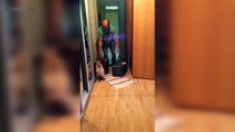 Dogs Reunited With Their Owner Part 1   Funny Pets
