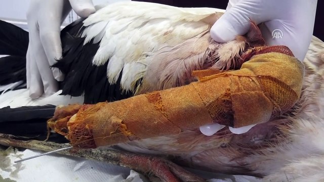 Leyleğin kırılan kanadına platin takıldı - BATMAN