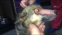 Yüzüne Kimyasal Madde Atılmış Köpeği Vatandaşlar Kurtardı