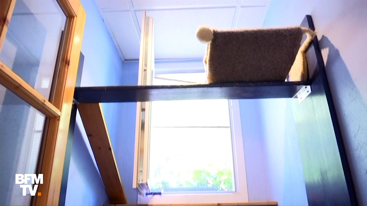 Et si pour les vacances, vous réserviez un hôtel pour votre chat ?