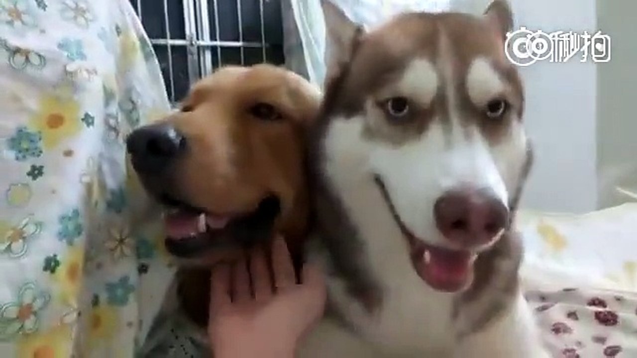 Uzakdoğu'da sahibini kıskanan sevimli köpek