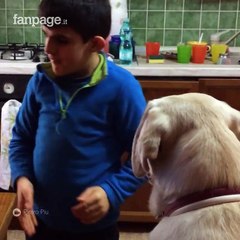 Se non credete all'amore tra un bambino e un cane questo video vi farà cambiare idea. La commovente storia di Lulù e del piccolo Carlo