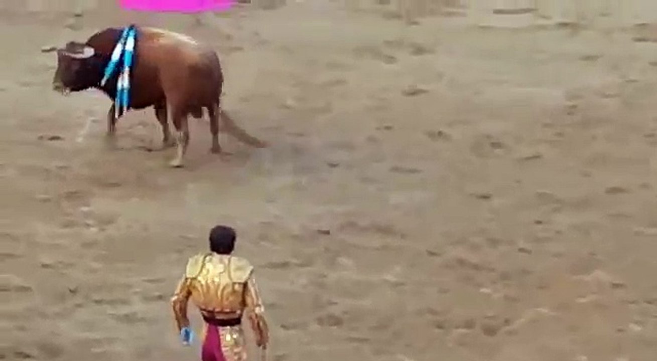 ثور هائج يهاجم  رأس مصارع شهير