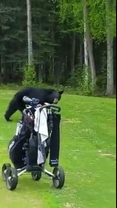 Un ours vole de la nourriture