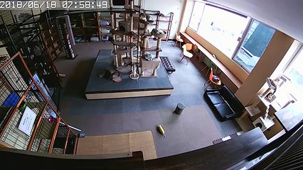 La réaction étonnante de chats avant un tremblement de terre