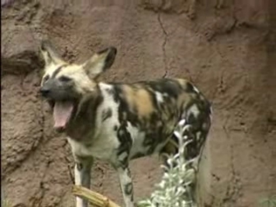 Au zoo !