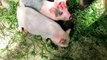 Pet Mini Piglets;  Mom Pig with babies Pigs