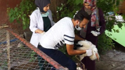 Batman’da kanadı kırılan leylek tedavi altına alındı
