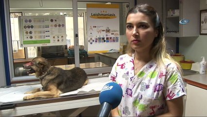 Düzce’de yüzü kimyasal maddeyle yakıldığı iddia edilen köpek tedavi için İstanbul’a getirildi