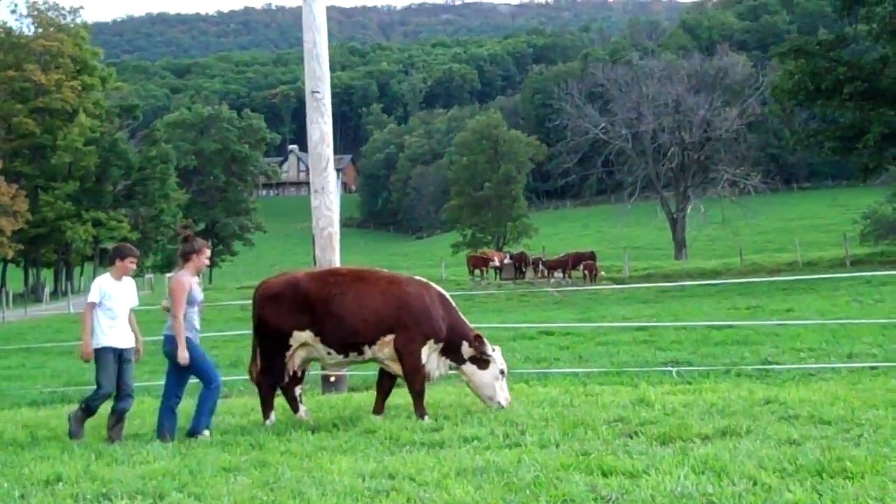 COW RIDIN