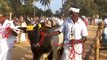 Traditional Event #AET School for Kangayam cows