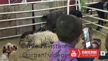 Sohrab Goth Mandi 2017 || Karachi Cow Mandi Latest  || Eid Qurban