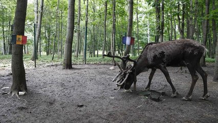 ماذا تنبأت أنثى غزال الرنة بشأن الفائز في مباراة فرنسا وبلجيكا؟