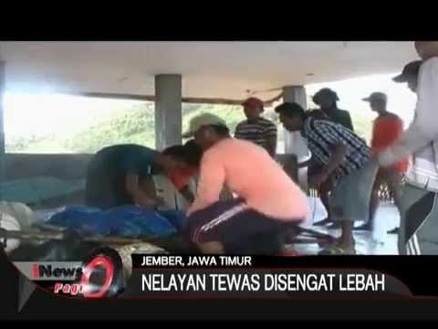 Di Jember, Jatim, Nelayan Tewas Tersengat Lebah - iNews Pagi 18/06