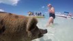 With the pigs at the Pig Beach, bahamas
