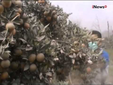 Erupsi Gunung Sinabung, Lahan Petani Terpapar Abu Vulkanik - iNews Pagi 03/07