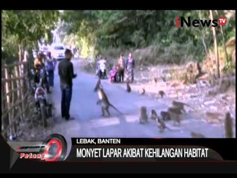Ratusan Monyet Turun Ke Jalan Menjadi Tontonan Warga - iNews Petang 21/07