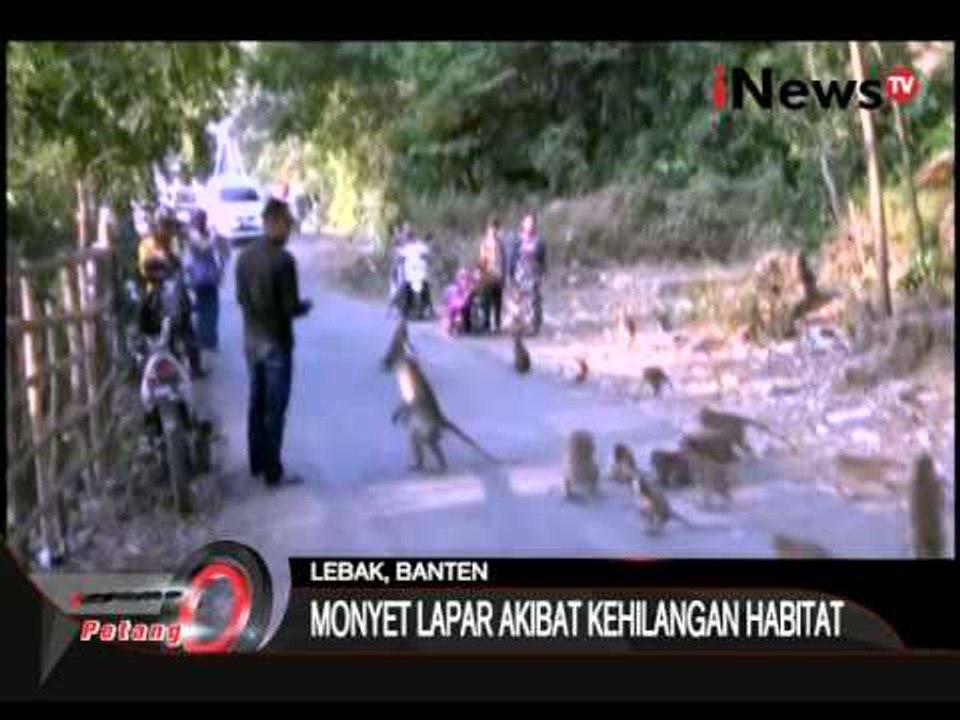 Ratusan Monyet Turun Ke Jalan Menjadi Tontonan Warga - iNews Petang 21/07