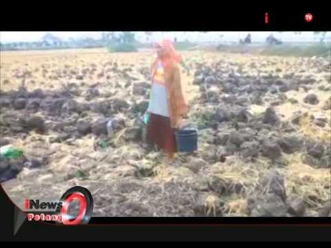 Kekeringan Melanda Sejumlah Kawasan Di Indonesia - iNews Petang 27/07