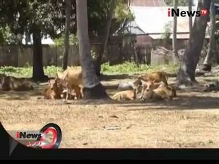 Belasan Ternak Sapi Milik Warga Mati Karena Dehidrasi Dampak Dari Kekeringan - iNews Pagi 17/08