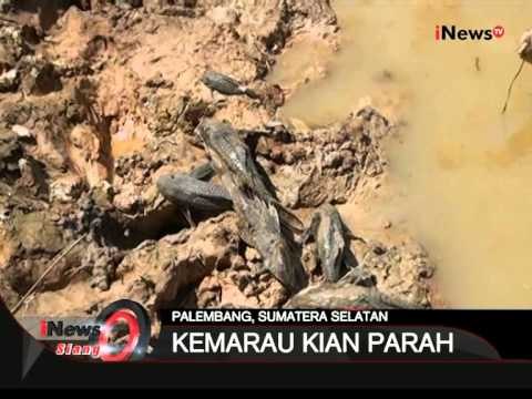 Kemarau Kian Parah, Palembang - iNews Siang 03/08