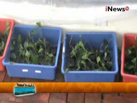 Cara Bertanam Juga Harus Memiliki Teknik - Wajah Indonesia 31/07