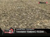 Indonesia Kemarau Panjang, Petani Tambakau Rugi Panen Lebih Awal - iNews Malam 02/08