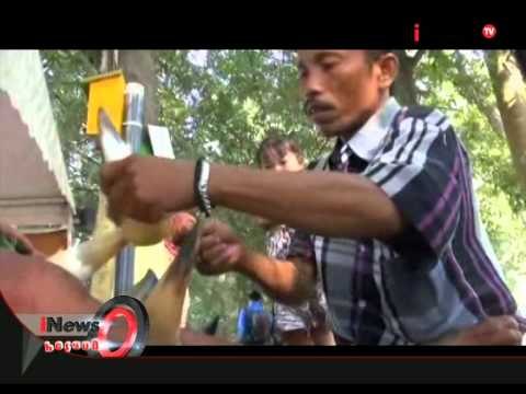 Berkah Muktamar, 70 Penjual Jasa Terapi Tanduk Kerbau Laris - iNews Petang 05/08