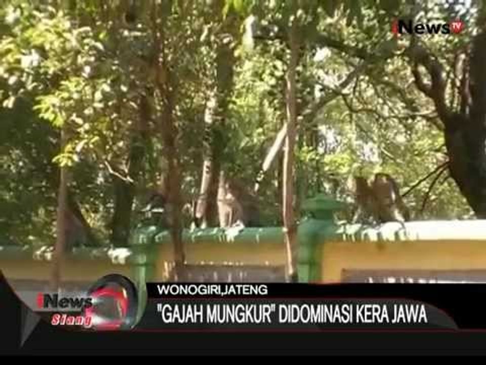 Musim Kering Paksa Monyet Turun Gunung - iNews Siang 05/08