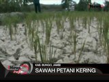 Sawah Petani Kering Di Kab. Bungo, Jambi - iNews Pagi 04/08
