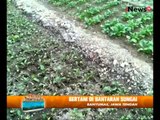 Musim Kering Melanda, Bertani Di Bantaran Sungai Solusinya - Wajah Indonesia 05/08