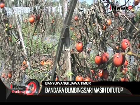 Gawat! Abu Vulkanik Gunung Raung Merusak Lahan Pertanian - iNews Petang 06/08