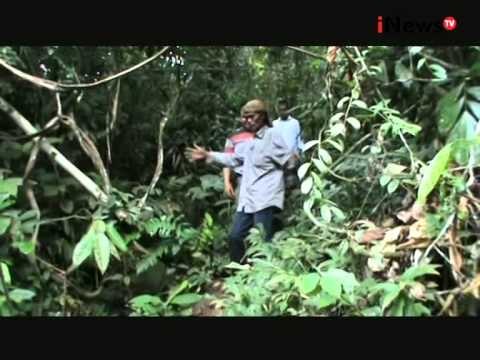 Wakyun Pelopor Penghijauan Hutan Tangkahan, Langkat Sumatra Utara - Wajah Indonesia 10/08