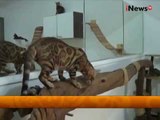 Kucing Bengal Leopard, Sangar Tapi Bersahabat - Wajah Indonesia 10/08