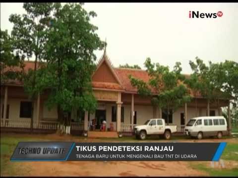 Tikus Pendeteksi Ranjau Darat - Techno Update 12/08