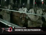 4000 Ekor Sapi Potong Impor Menumpuk Di Peternakan Penggemukan - iNews Pagi 13/08