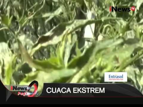 Hujan Di Musim Kering, Cabai Menciut Dan Menguning - iNews Pagi 13/08