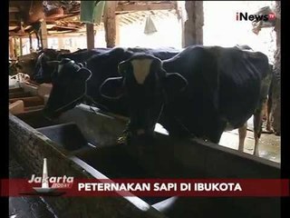 Download Video: Peternakan Sapi Di Ibukota Sejak Tahun 1960 - Jakarta Today 13/08