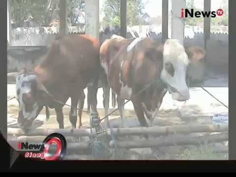 Politik Daging Sapi, Rumah Pemotong Sapi Tak Beroperasi - iNews Siang 13/08