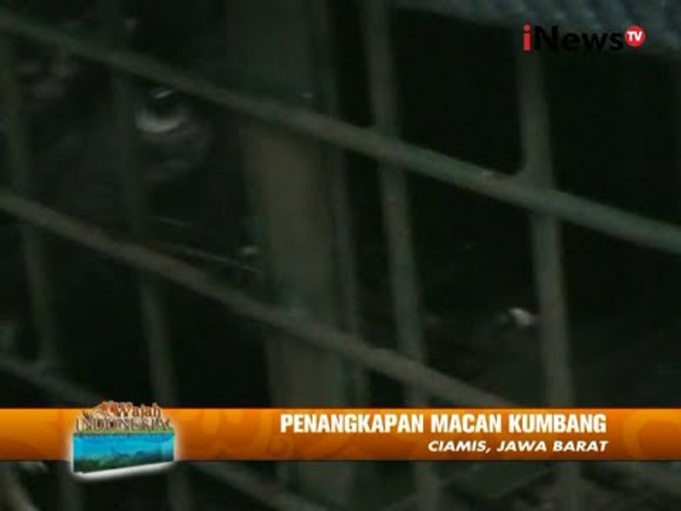 Macan Kumbang Makan Ternak Warga, Akhirnya Tertangkap, Ciamis - Wajah Indonesia 1408