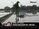 Tambak Ikan Beralih Fungsi Jadi Ladang Garam - iNews Pagi 17/08