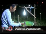 Cara Unik Mengusir Hama Petani Bawang Di Brebes, Jateng - iNews Pagi 20/08