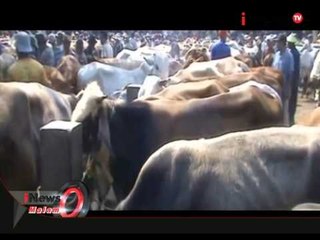 50.000 Sapi Impor Akan Datang Bulan September - iNews Malam 20/08