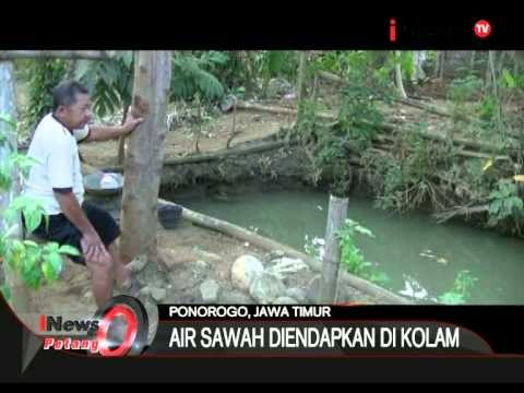 Indonesia Darurat Kekeringan, Warga Gunakan Air Sawah - iNews Petang 19/08