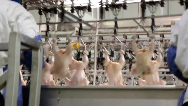 Crescent Foods Halal Chicken at Processing Plant