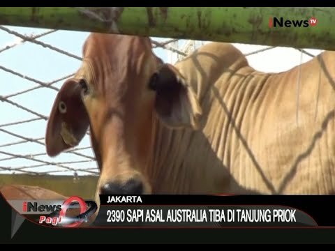 2390 Sapi Asal Australia Tiba Di Tanjung Priok - iNews Pagi 03/09