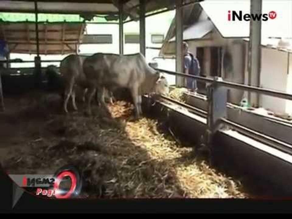 Hotel Khusus Hewan Kurban, 20 Ribu / Malam - iNews Pagi 07/09