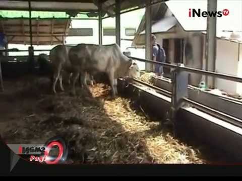 Hotel Khusus Hewan Kurban, 20 Ribu / Malam - iNews Pagi 07/09