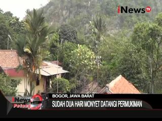 PARAH!!! Monyet Hutan Serang Pemukiman Warga - iNews Petang 08/09