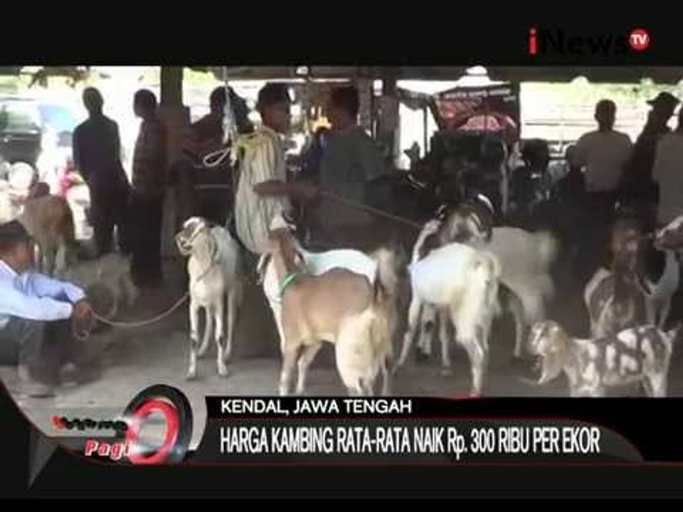 Harga Kambing Rata Rata Naik Rp. 300 Ribu Per Ekor - iNews Pagi 08/09